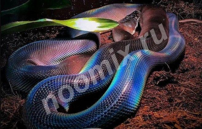 Белогубый питон Bothrochilus albertisii пара Характеристики ...,  МОСКВА