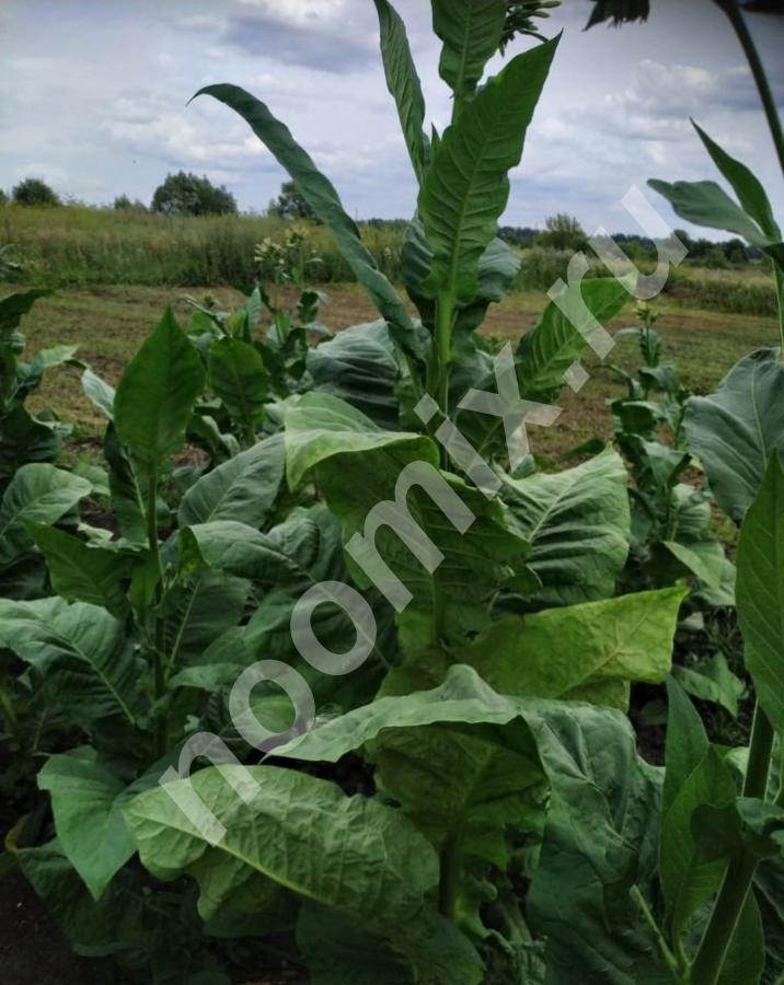 Семена табака верджиния голд и берли, Тульская область