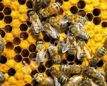 Пчелопакеты, Вологодская область