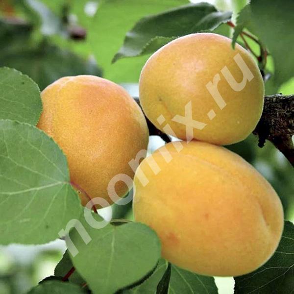 Саженцы абрикоса сорта Жигулевский сувенир и других ...,  МОСКВА