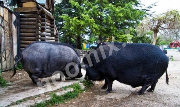 Хряк, свинки и поросята вьетнамские, Рязанская область