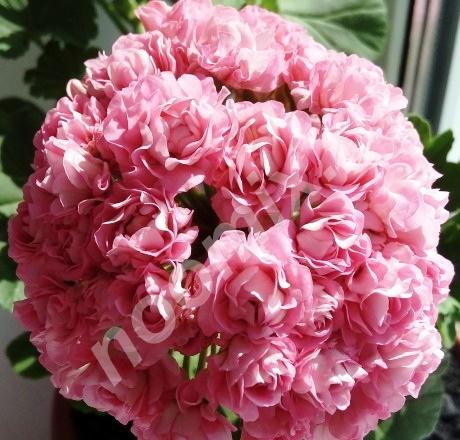 Розебудная пеларгония Australien Pink rosebud, Республика Мордовия