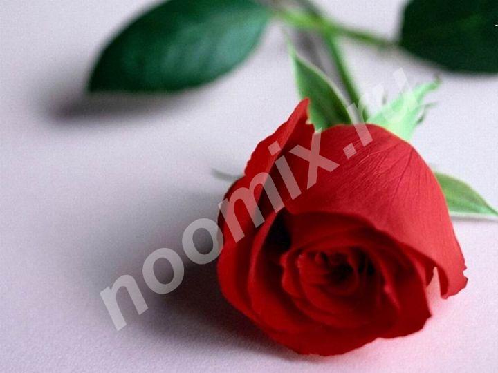 Саженцы роз более 3.5 тысяч штук, Краснодарский край