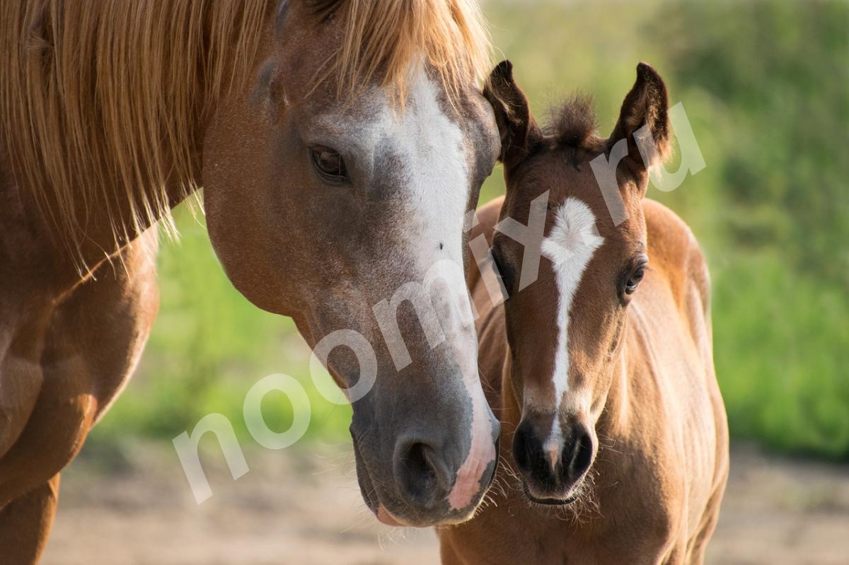 Лошади и жеребята от производителя., Республика Калмыкия