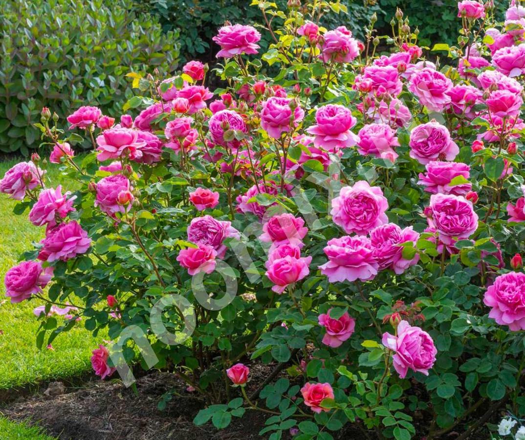В группу парковых роз входят самые неприхотливые и . .., Амурская область