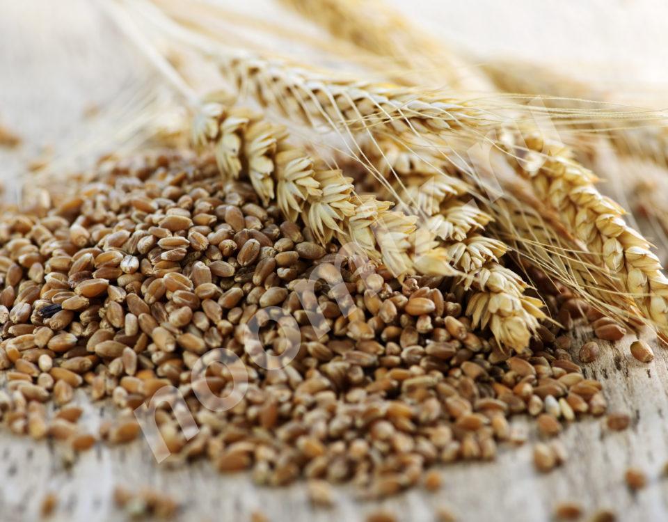 Закупаем пшеницу 3, 4, 5, класса, подсолнечник, ячмень . .., Краснодарский край