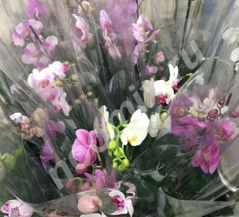 Орхидеи под заказ, расцветки разные. Доставка