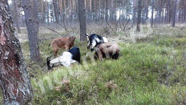 Альпийские козы-7 голов от 4л 1м окотом, Московская область