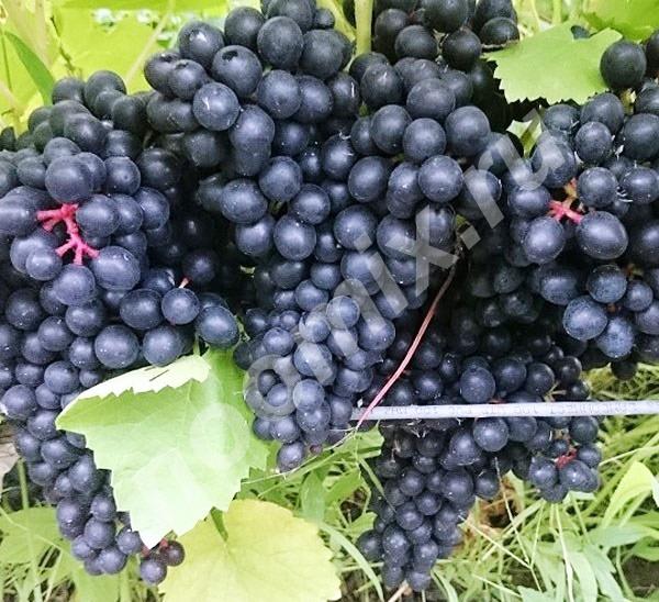 Виноград винный выносливый, Тульская область