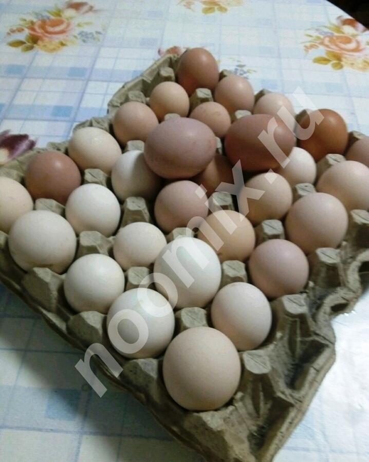 Яйцо домашней курицы, Республика Хакассия