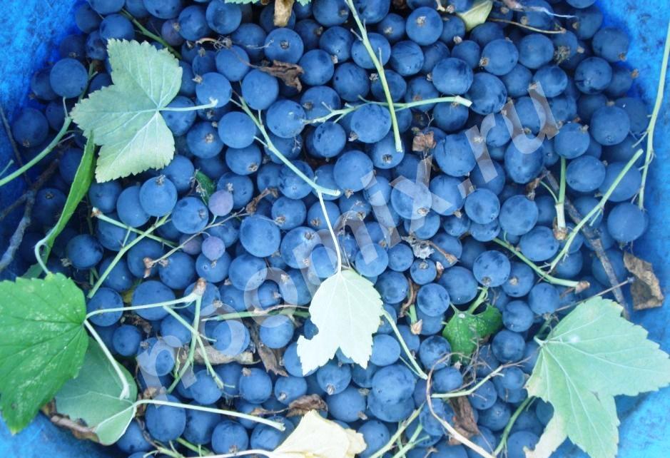 Охта смородина - дикуша, алданский виноград