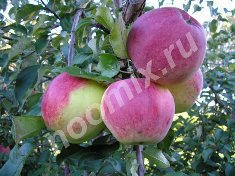 Саженцы яблоня Уэлси Садовый центр предлагает сорт яблони с ...,  МОСКВА