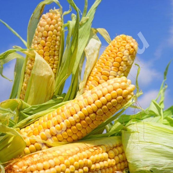 Семена кукурузы на силос и зерно крупным оптом, Краснодарский край