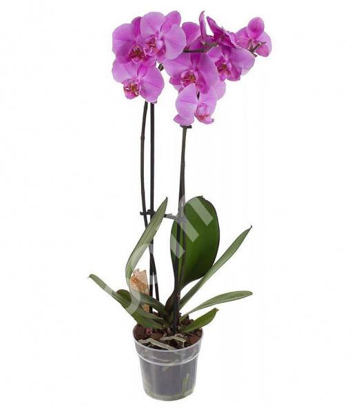 Орхидея фаленопсис Антура Претория 2 цв 65 12, Московская область