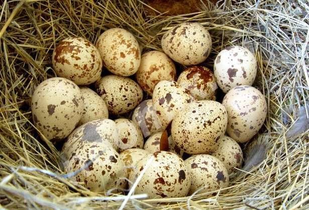 Домашнее, свежее, перепелиное яйцо, тушки доставка, Амурская область