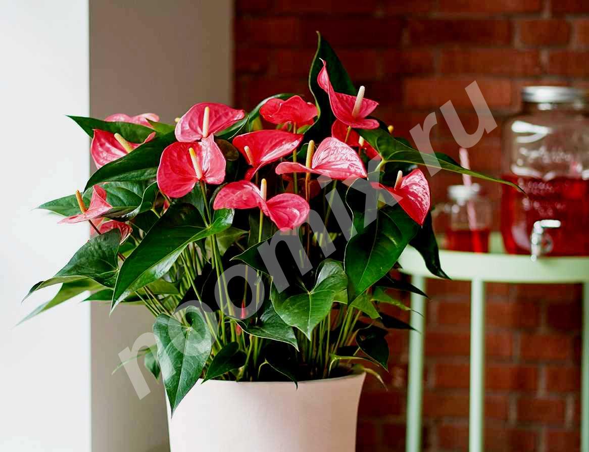 Антуриум андрианум Ред Чемпион Anthurium Red Champion .... МОСКВА