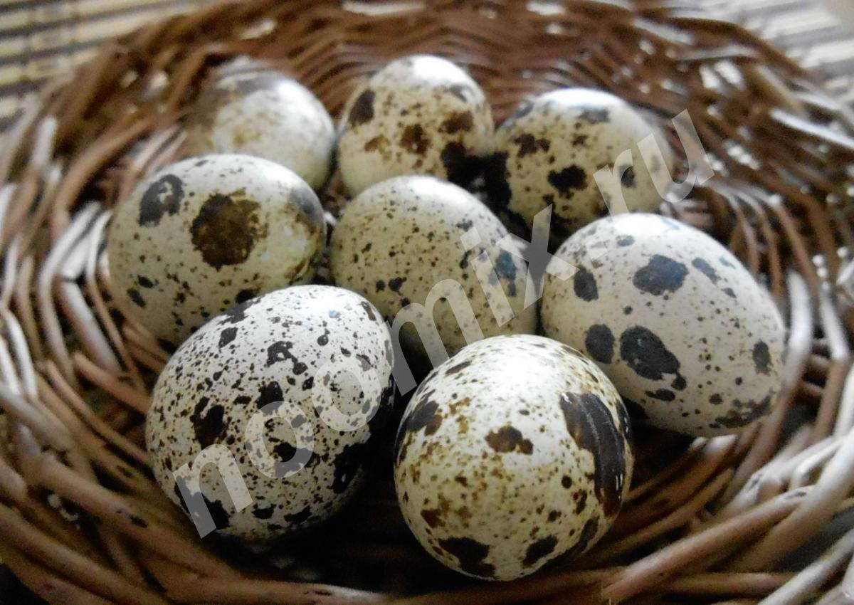 Продаю столовые перепелиные яйца. Доставка., Республика Чувашия