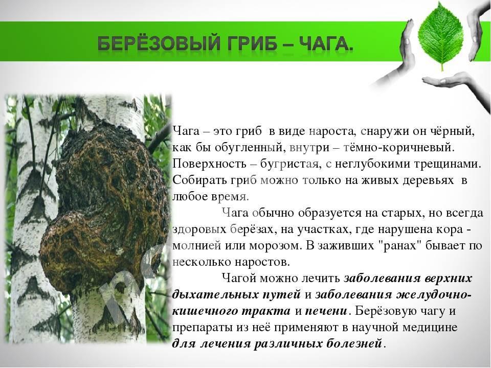 Можем поставлять в месяц до 30 тонн чаги, Владимирская область