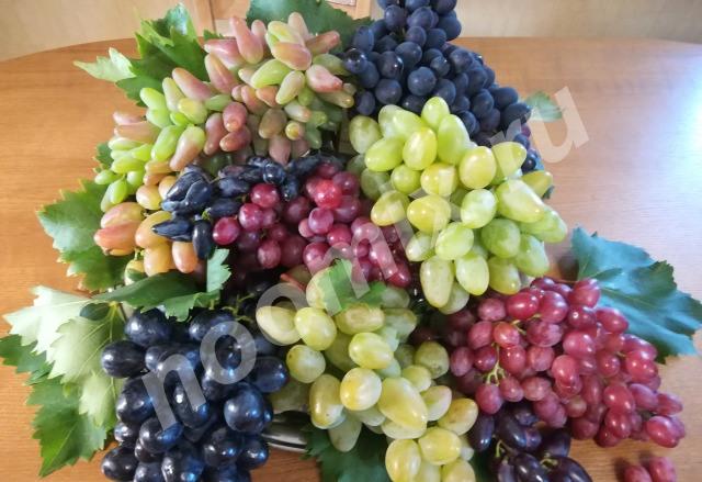 Саженцы винограда, только лучшие элитные сорта, Белгородская область