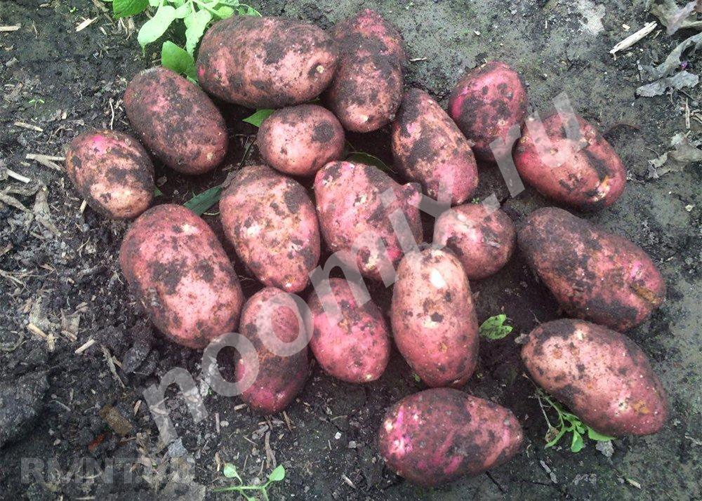 Продажа молодого картофеля от производителя оптом,  МОСКВА