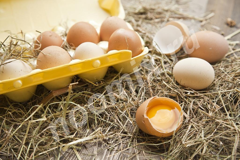 Куриные яйца пищевое, Республика Калмыкия