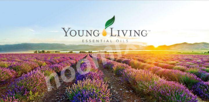 Компания Young Living предлагает сотни чистейших ...,  САНКТ-ПЕТЕРБУРГ