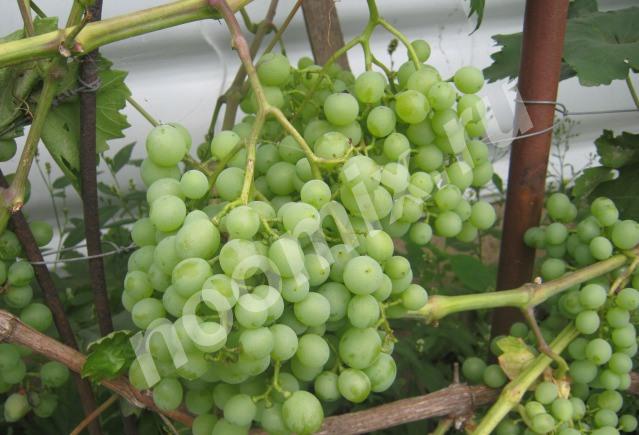 Саженцы винограда, Орловская область