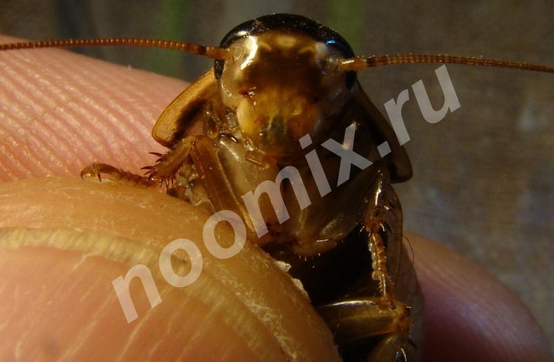 Мраморные тараканы кормовой объект ко мраморный, Челябинская область