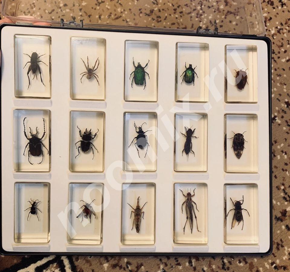 Коллекционное собрание различных насекомых.