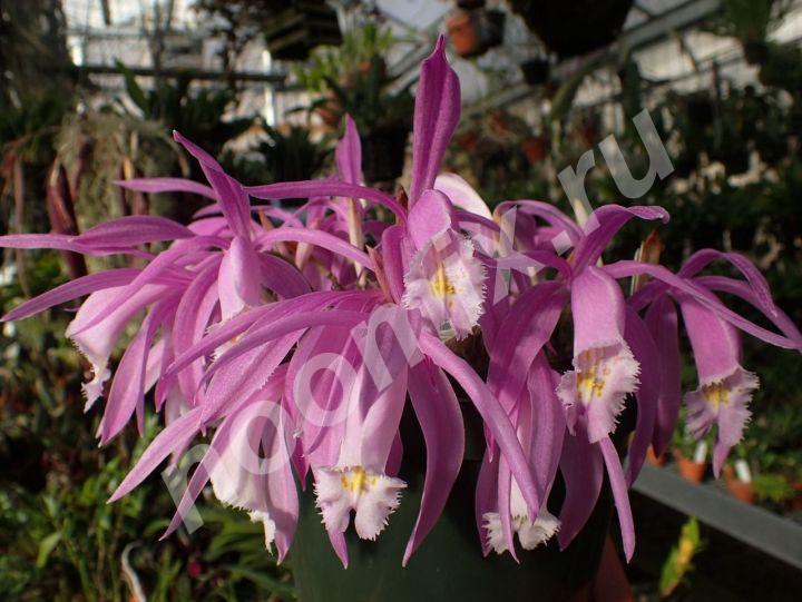 Плейона-орхидея для сада и дома
