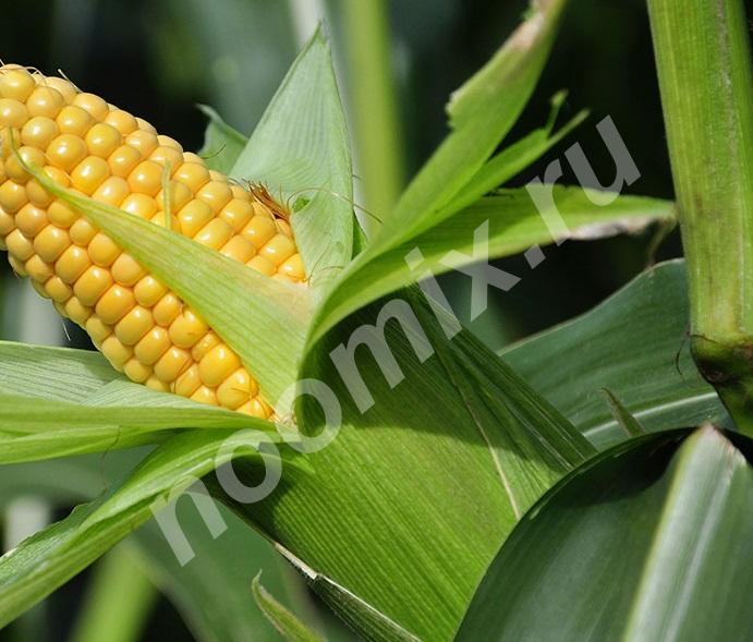Семена кукурузы Зерноградская 282, Зерноградская 354, ..., Ростовская область