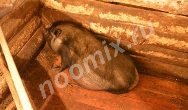 Свиноматки супоросные вьетнамской вислобрюхой, Иркутская область