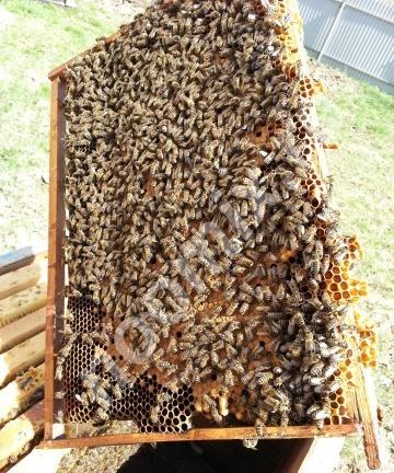 Пчелы от Владимира Пасечника