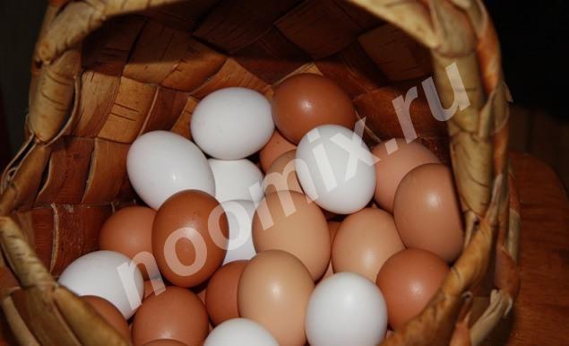 Куриное яйцо, Костромская область