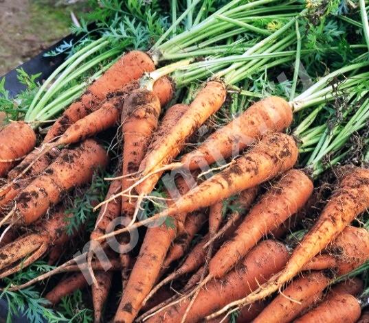Урожай 2017 продам морковь, Республика Мордовия