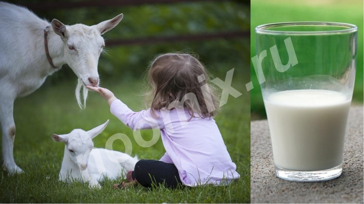 Молоко козье натуральное домашнее