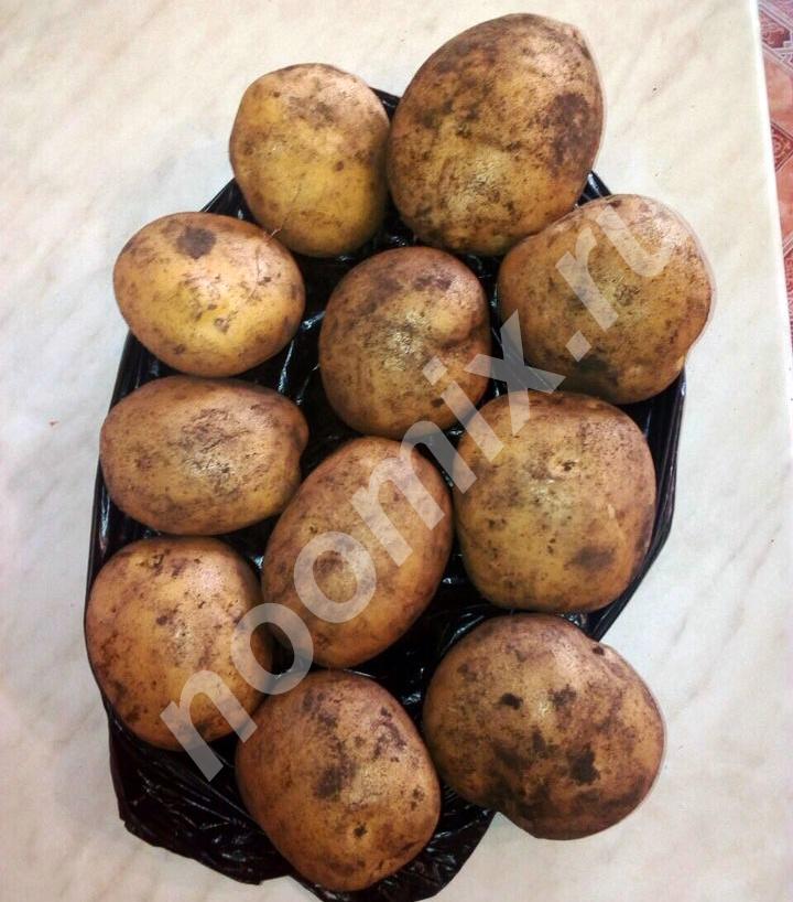 Картофель, картошка для еды урожай 2019, Оренбургская область