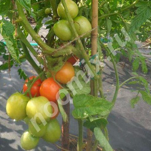 Семена скороспелых томатов, арбузов, огурцов, дынь для ...,  Новосибирск