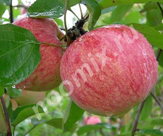 Саженцы яблони Коричное полосатое Если необходимо подобрать ...,  МОСКВА