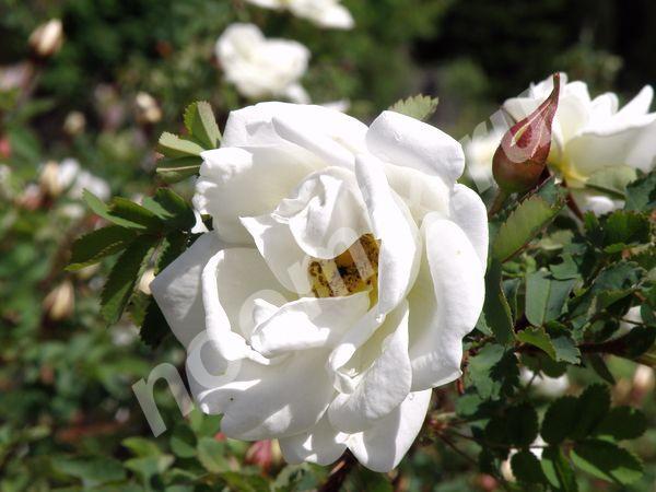 Парковые розы - самые зимостойкие, не требуют укрытия и ..., Смоленская область