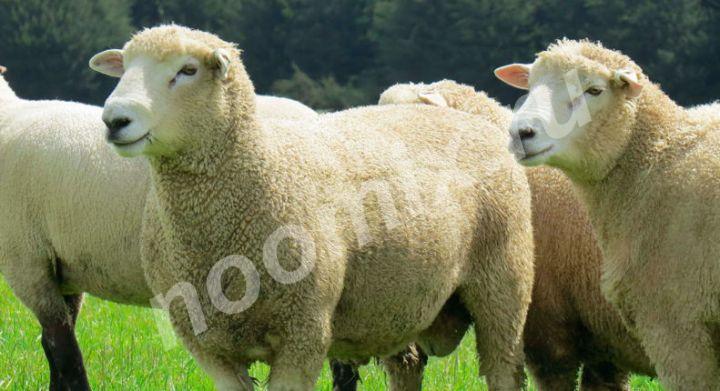 Овцы породы ромни-марш имеют внушительное телосложение и ...
