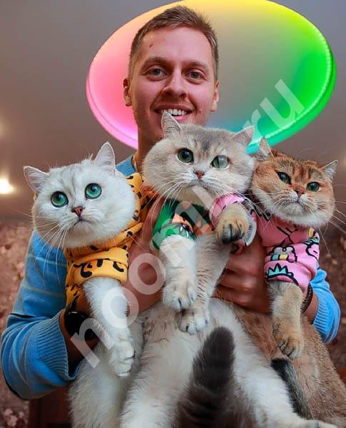 Британские кошки и котята, Московская область