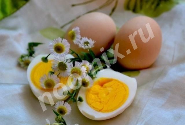 Продаю яйцо домашних кур, Республика Мордовия