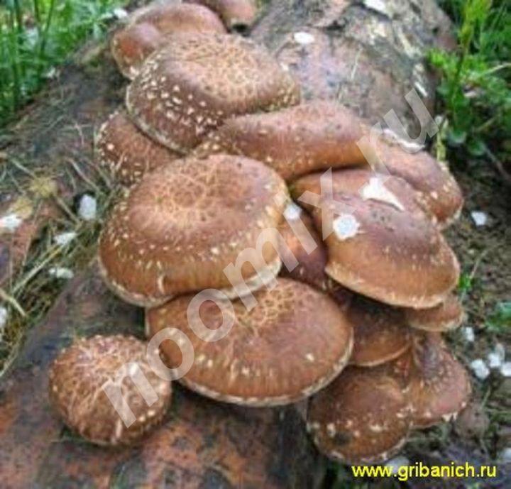 Выращивание грибов шиитаке Калининград
