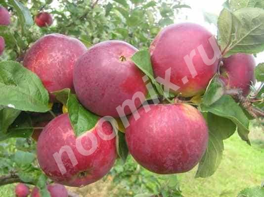 Саженцы яблони Орлик Наш садовый цент предлагает всем ..., Московская область