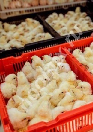 Продаются суточные цыплята, Чеченская Республика