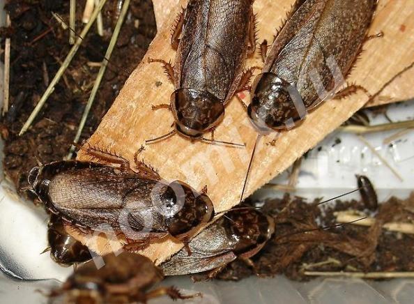 Продаю Мраморных тараканов, Мурманская область