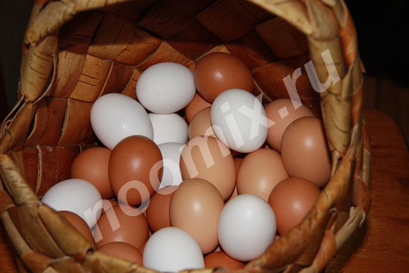Яйцо домашнее отборное, Московская область